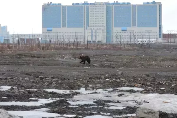 ロシア・シベリアでクマ被害急増、１か月で６人死亡 「包囲」された町も