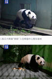 「パンダ２頭が中国到着」の画像1