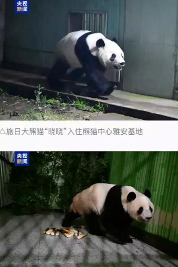 パンダ２頭が中国到着