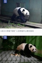パンダ２頭が中国到着