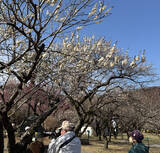 「見頃迎えた梅の花」の画像1