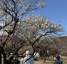 見頃迎えた梅の花
