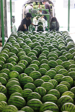 夏の「シャリ甘」出荷始まる