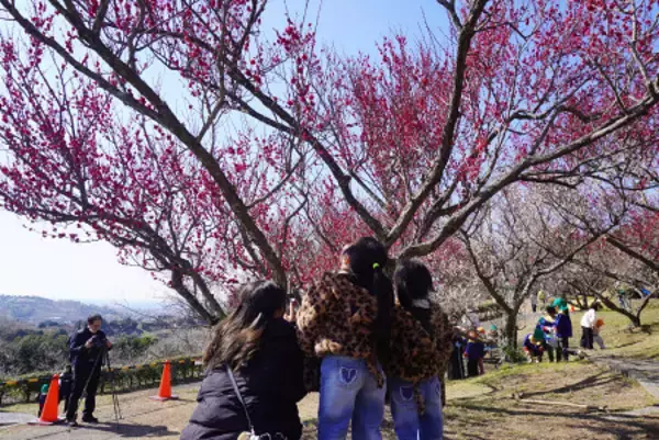 日本最大級の「南部梅林」見頃に