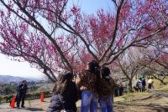 日本最大級の「南部梅林」見頃に