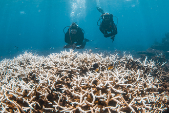 サンゴ礁の９６％「深刻な危機」＝気候変動に伴う海洋熱波で―ＩＵＣＮ