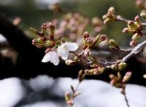 春本番、桜開花ラッシュ