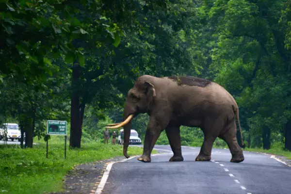 ゾウが襲撃、年明け１９人死亡