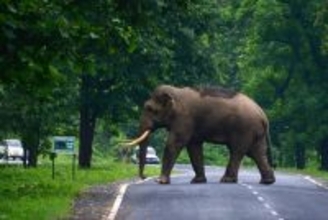 ゾウが襲撃、年明け１９人死亡