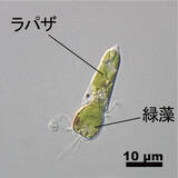 「奪った葉緑体に光合成させる＝単細胞生物「ラパザ」―福井工業大など」の画像1