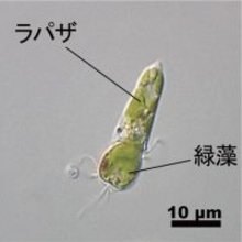 奪った葉緑体に光合成させる＝単細胞生物「ラパザ」―福井工業大など