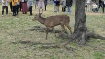 ニホンジカ、５０年には全国へ