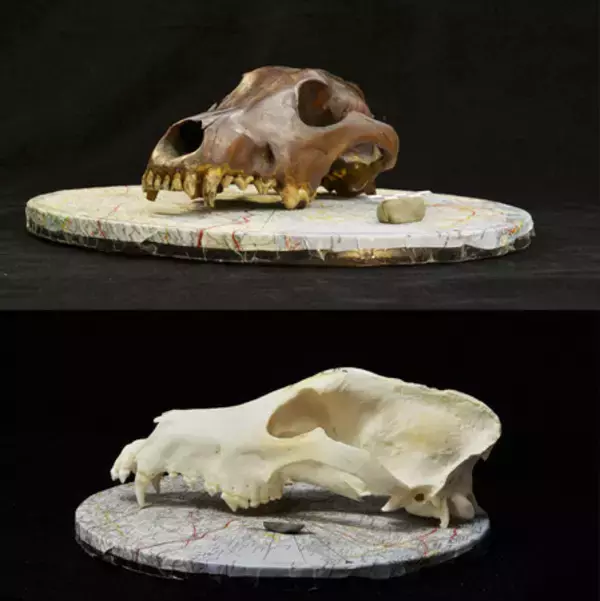 犬は１．１万年前までに出現＝オオカミと頭骨を精密比較―国際チーム