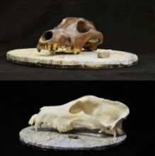 犬は１．１万年前までに出現＝オオカミと頭骨を精密比較―国際チーム