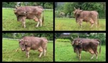 牛も「孫の手」を使う？＝デッキブラシで体かく―オーストリア