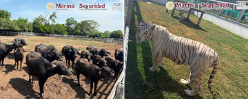 麻薬カルテル拠点で見つかった動物