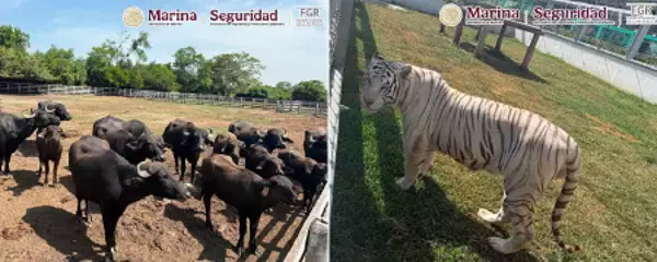 麻薬カルテル拠点で見つかった動物