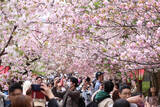 「大阪、春の風物詩「桜の通り抜け」」の画像1
