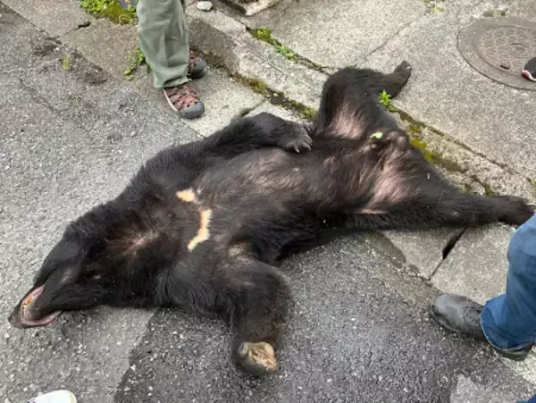 宇都宮でクマ１頭捕獲