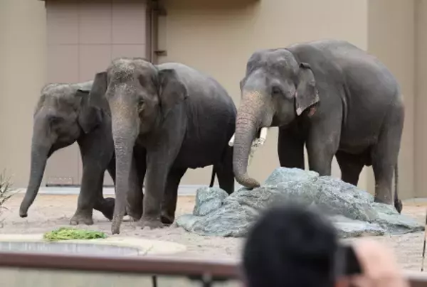 天王寺動物園でゾウの公開始まる
