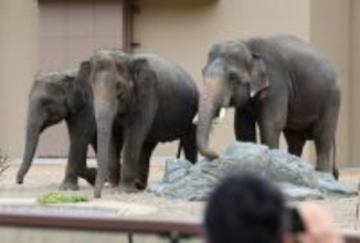 天王寺動物園でゾウの公開始まる