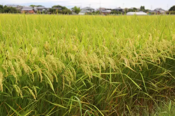 新米収量、２４道府県「やや上回る」＝日照良好、１９都県は平均並み―農水省