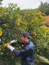 特産ユズの収穫始まる