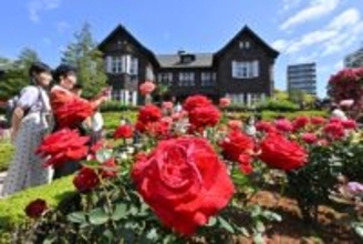 旧古河庭園の春バラが見頃