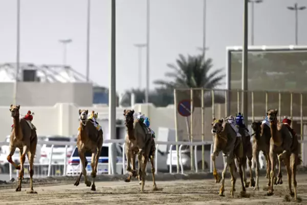 「ロボット騎手」のラクダレース