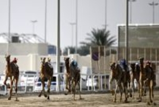 「ロボット騎手」のラクダレース