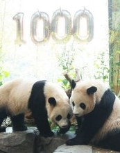 仲良く祝１０００日！