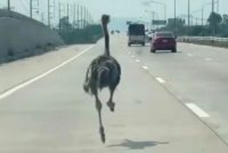 タイの高速道路を疾走するダチョウ 動画で撮影