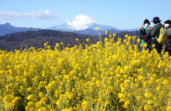 富士山と菜の花が競演