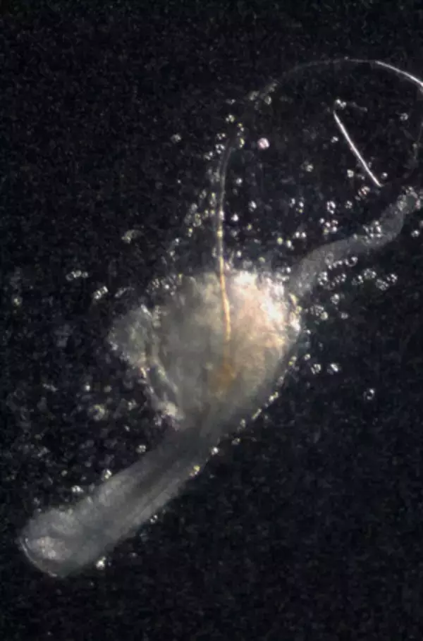 毛髪再生に必要な「第３の細胞」＝マウスで発見、生え替わり再現―脱毛症新治療法へ・理研とオーガンテック社