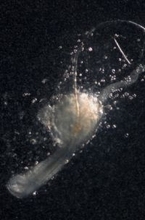 毛髪再生に必要な「第３の細胞」＝マウスで発見、生え替わり再現―脱毛症新治療法へ・理研とオーガンテック社