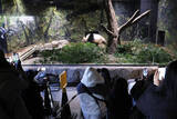 「パンダ出発、国内ゼロに＝半世紀ぶり、長期化の恐れ―上野動物園」の画像1