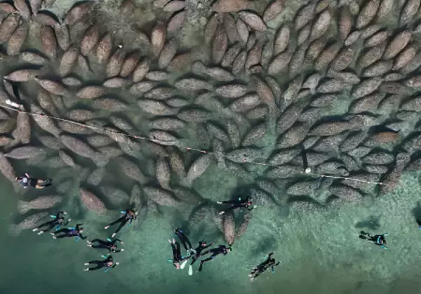 マナティーと遊泳