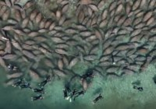 マナティーと遊泳