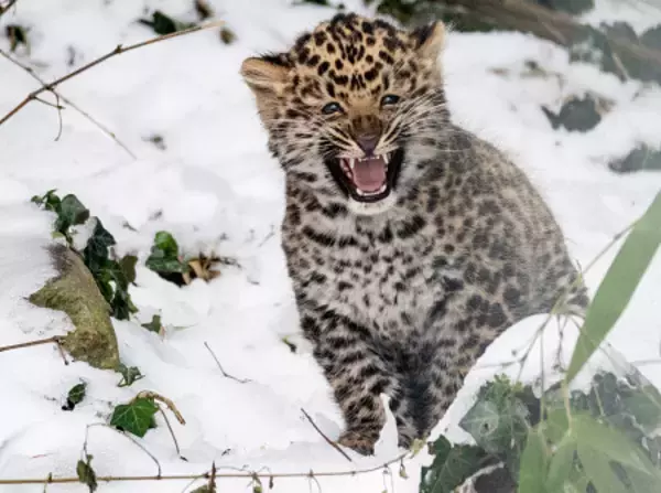 ちっちゃくてもガオー！