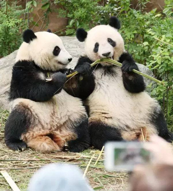 上野の双子、２７日中国返還