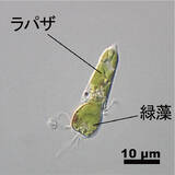 「奪った葉緑体に光合成させる」の画像1