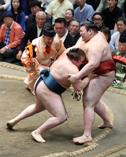 安青錦の寄り切り