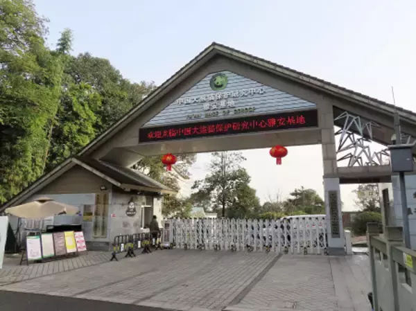 パンダ２頭が中国到着