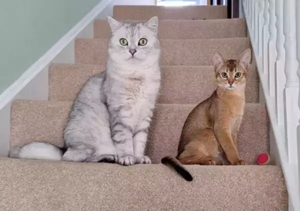 ネコのがん遺伝子、網羅的に解析＝過去最大級、治療へ貢献期待―国際チーム