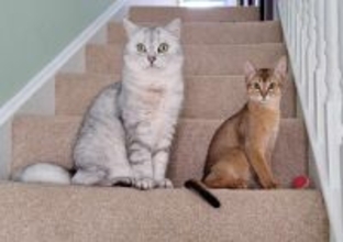 ネコのがん遺伝子、網羅的に解析＝過去最大級、治療へ貢献期待―国際チーム