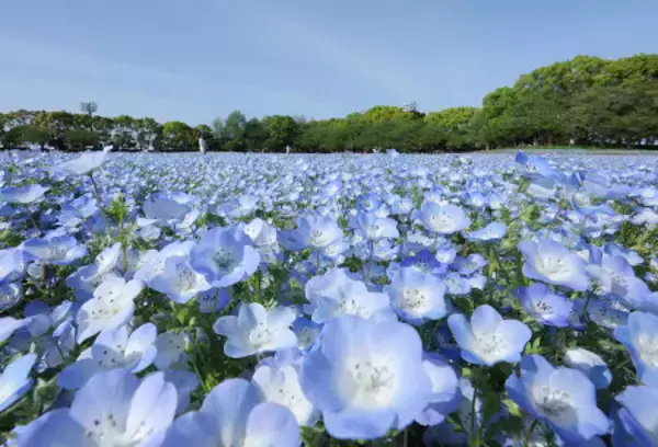 ネモフィラのじゅうたん