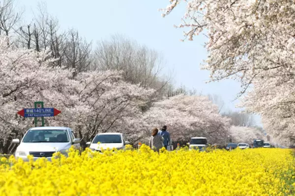 色づく桜並木と菜の花