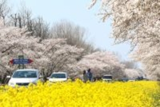 色づく桜並木と菜の花