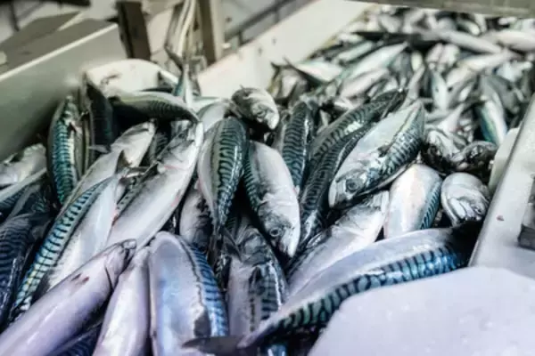 ノルウェー産サバが品薄＝漁獲規制でニシンに脚光