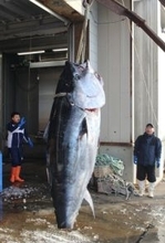 大間の３２５キロ巨大マグロ
